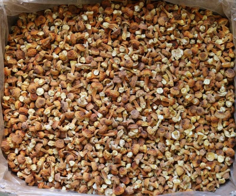 短腿姬松茸（小个短腿）
