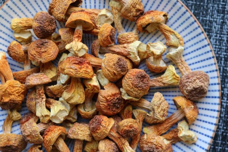 短腿姬松茸（小个短腿）