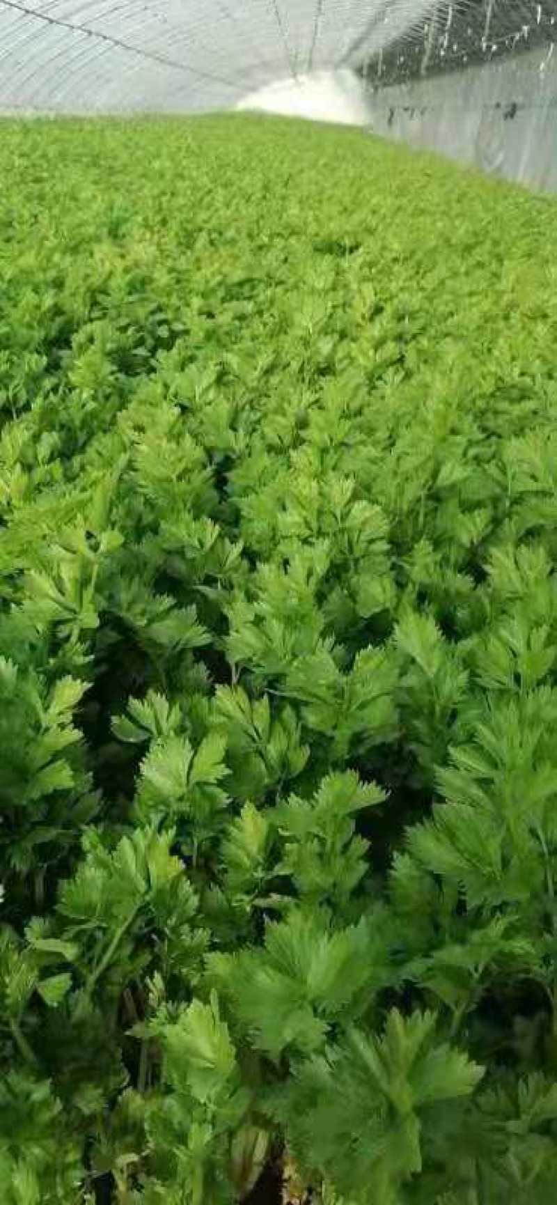 基地芹菜！中小棵！质量好！价格美丽！产地直供