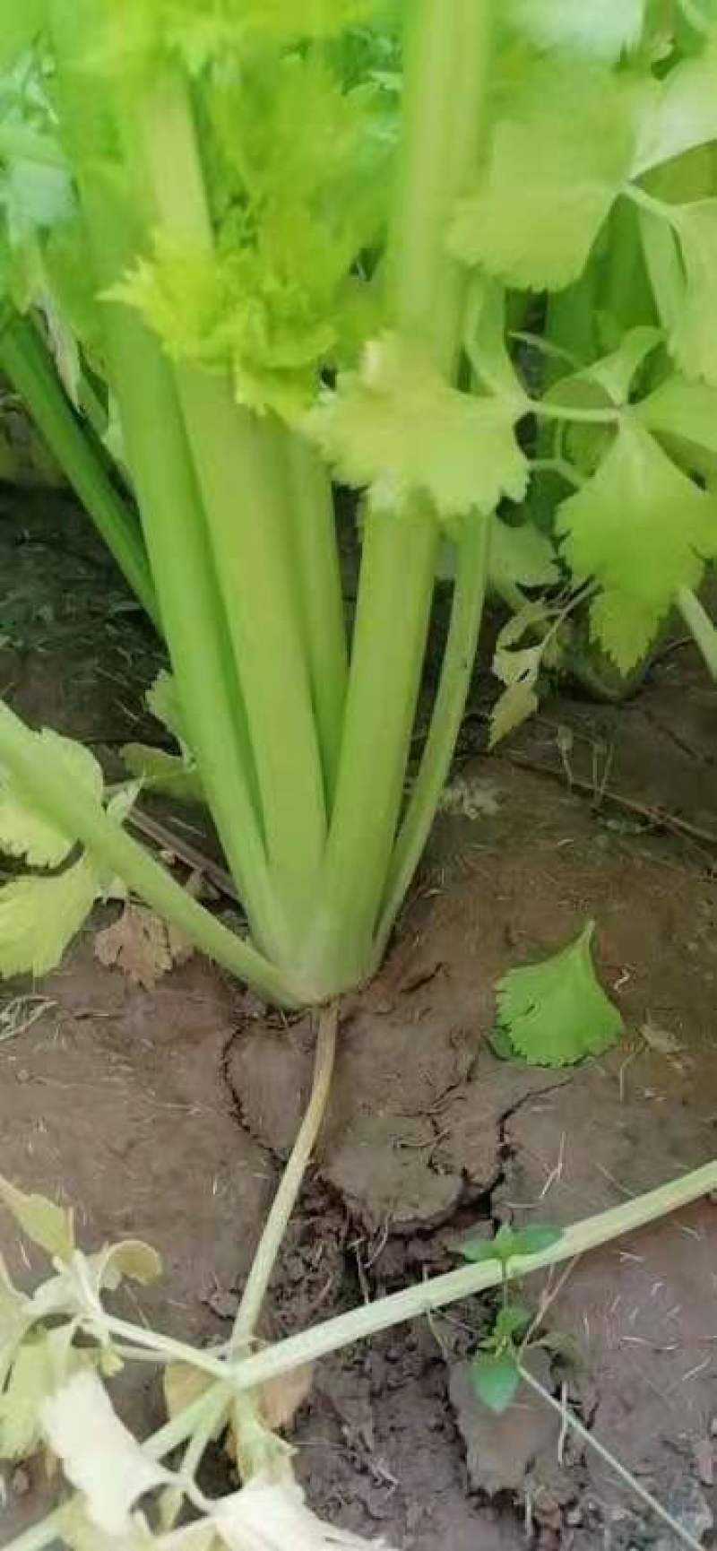 基地芹菜！中小棵！质量好！价格美丽！产地直供