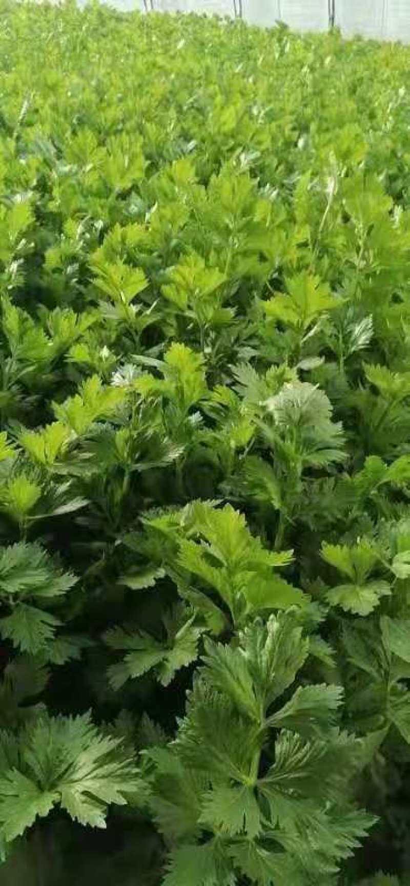 基地芹菜！中小棵！质量好！价格美丽！产地直供