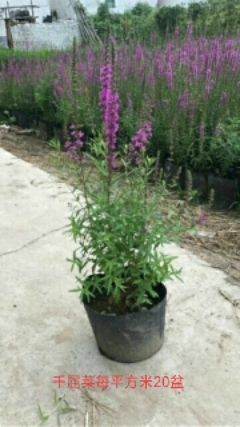 荷花苗价格.生物浮床制作厂家.沉水植物种植价格。