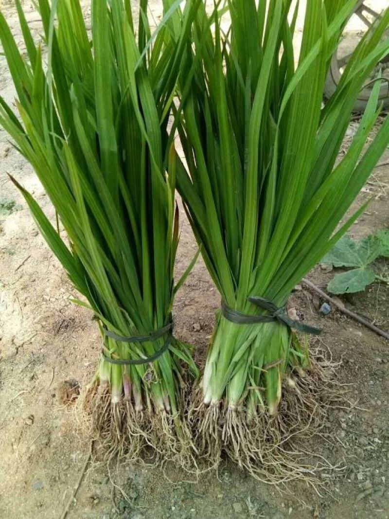 荷花苗价格.生物浮床制作厂家.沉水植物种植价格。