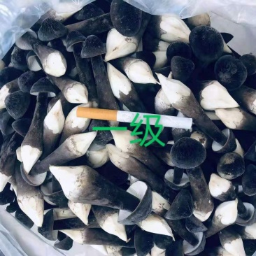 鲜品黑皮鸡枞大量现货，量大可议价