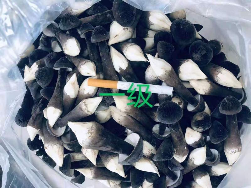 鲜品黑皮鸡枞大量现货，量大可议价