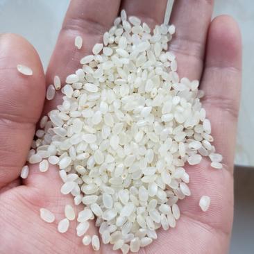 各种优质碎米，色选米，白粒米