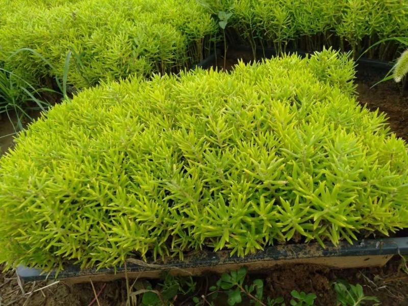 屋顶绿化种植盘房顶种植容器立体绿化种植盒有多种型号