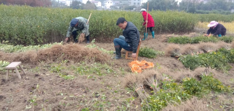 黄栀子苗药用栀子花苗大叶中叶小叶一年苗两年苗三年苗