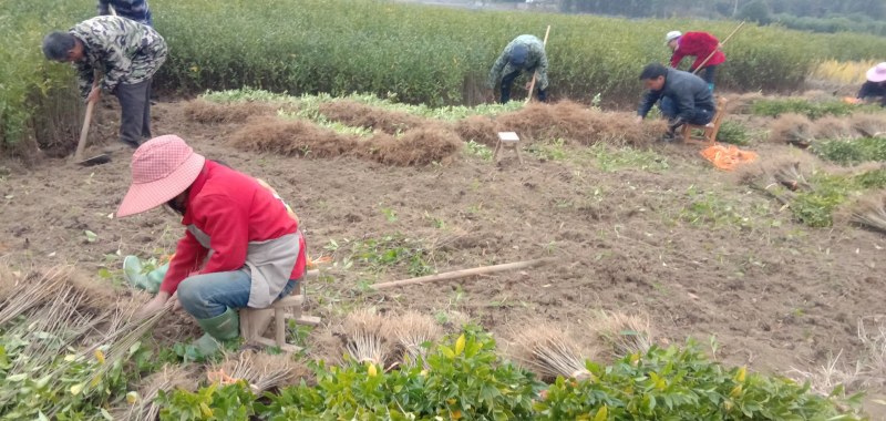 黄栀子苗药用栀子花苗大叶中叶小叶一年苗两年苗三年苗