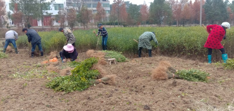 黄栀子苗药用栀子花苗大叶中叶小叶一年苗两年苗三年苗