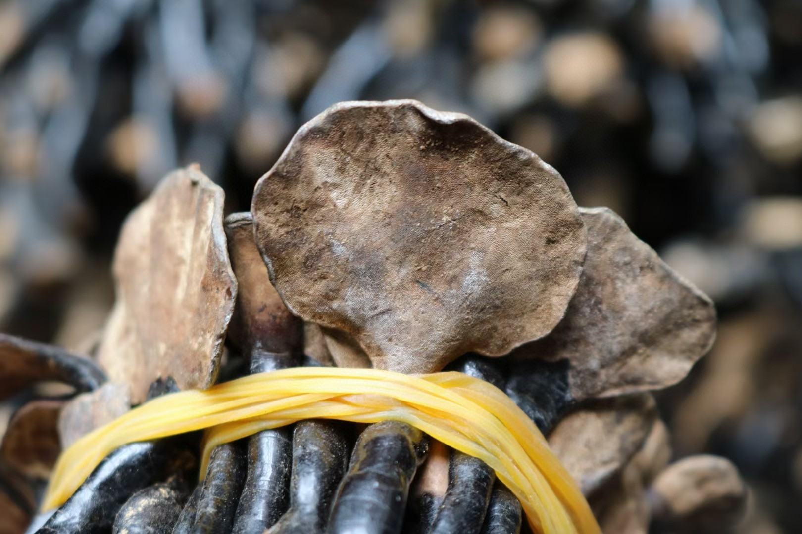 竹灵芝与普通灵芝对比图