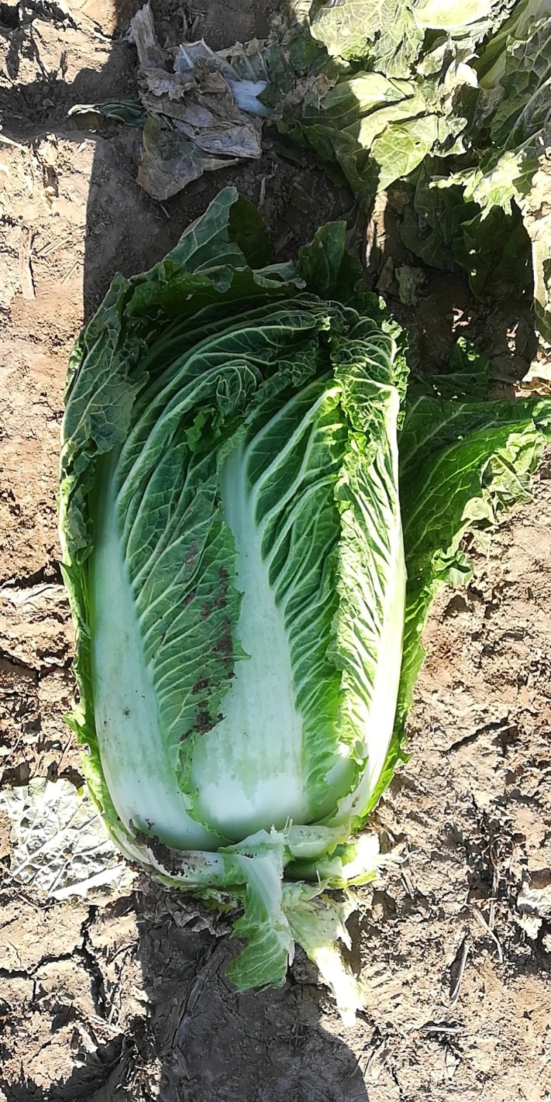 白菜大量出售白菜现货
