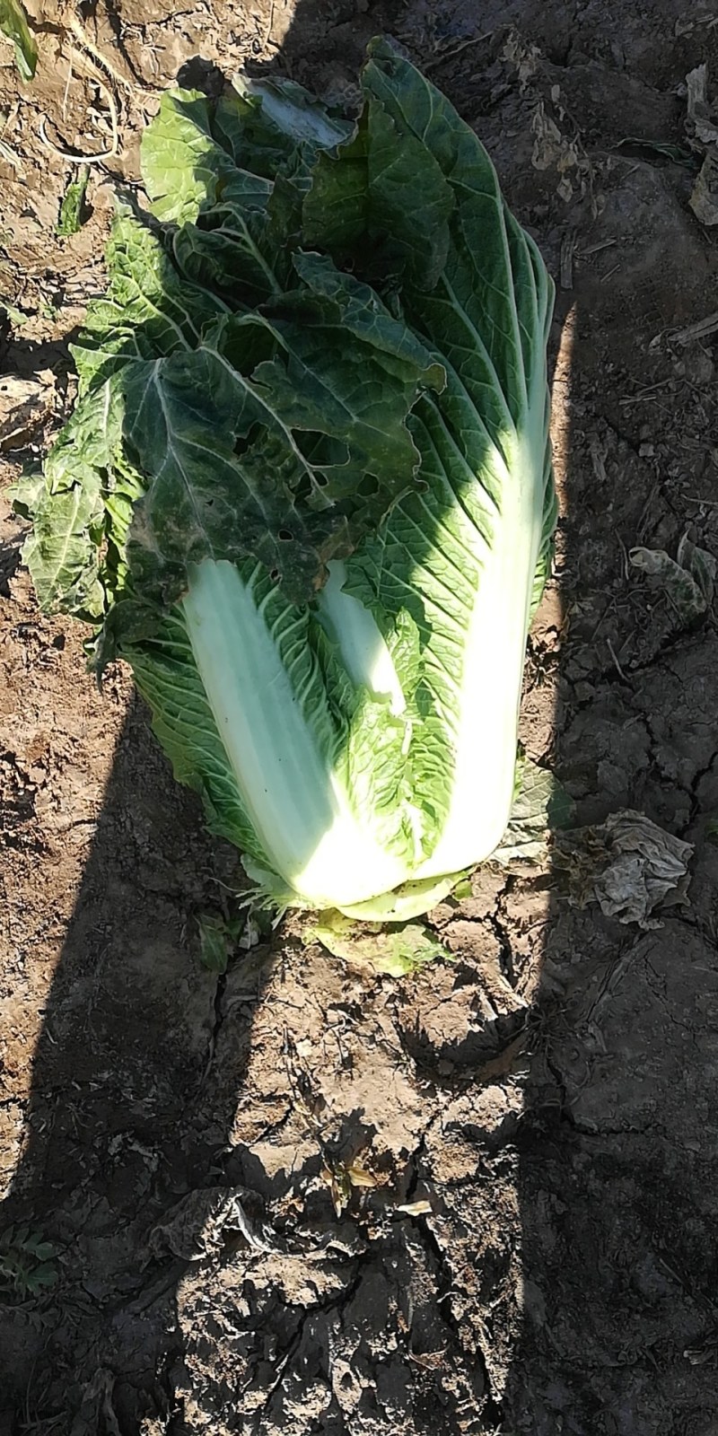 白菜大量出售白菜现货