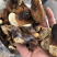 野生灵芝奶香味野生灵芝数量不多