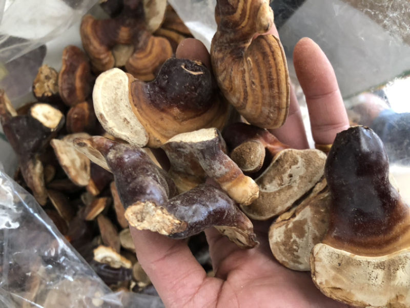 野生灵芝奶香味野生灵芝数量不多