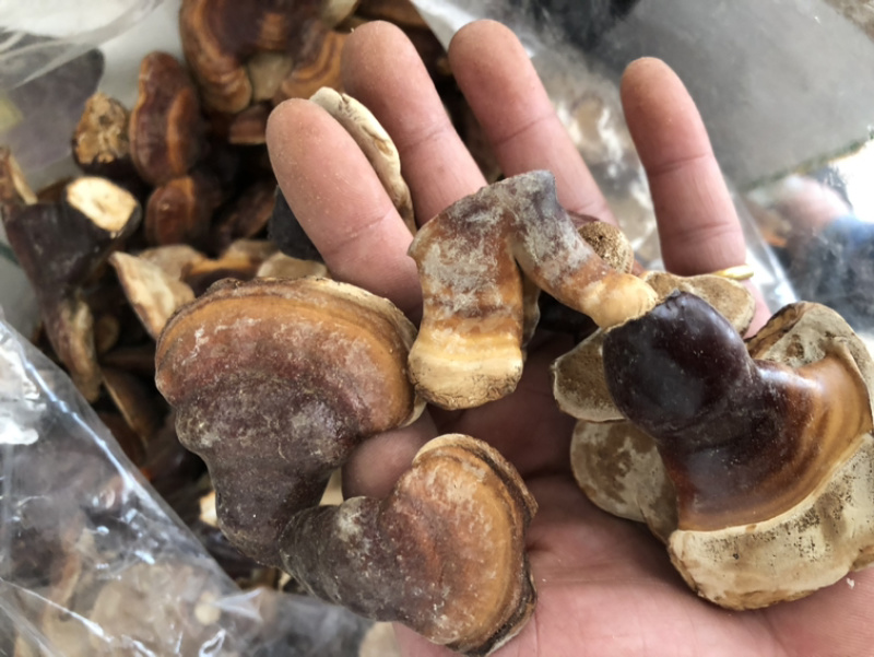 野生灵芝奶香味野生灵芝数量不多
