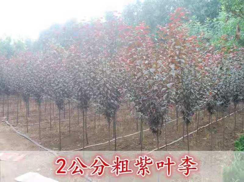 紫叶李树苗绿化苗木速生紫叶李苗红叶李苗紫叶李苗