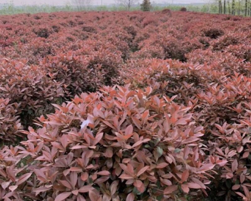 木姜子树成年植株整体形态