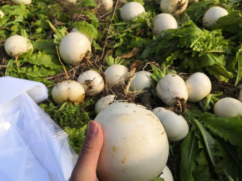圆根菜萝卜，大量有货，