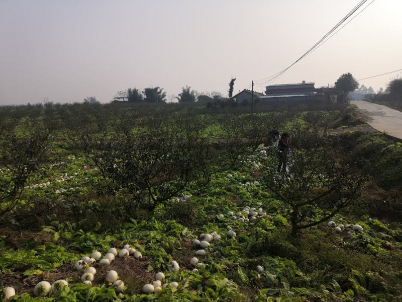 圆根菜萝卜，大量有货，