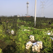 圆根菜萝卜，大量有货，