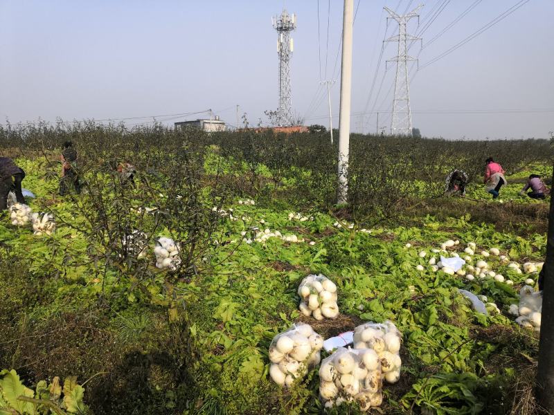 圆根菜萝卜，大量有货，
