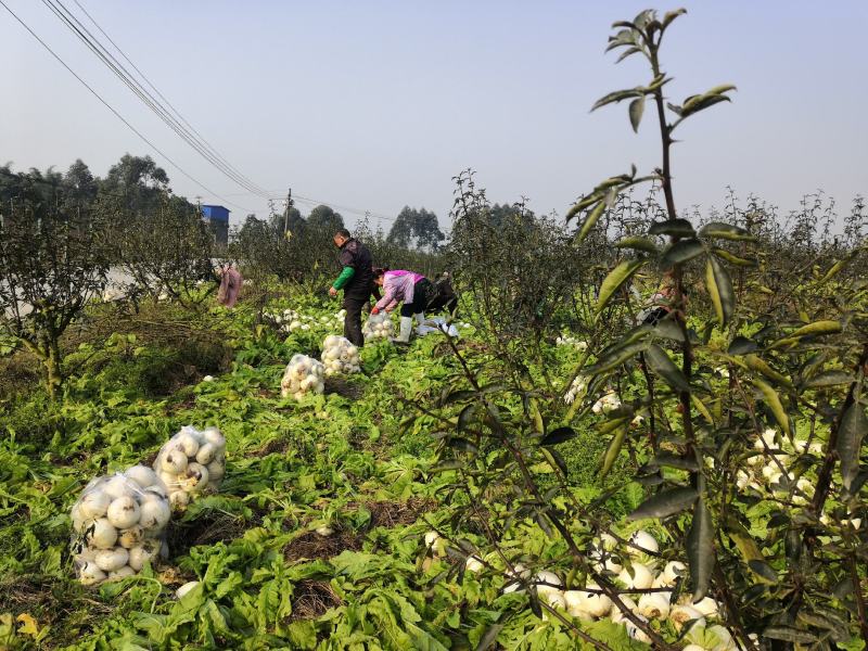 圆根菜萝卜，大量有货，