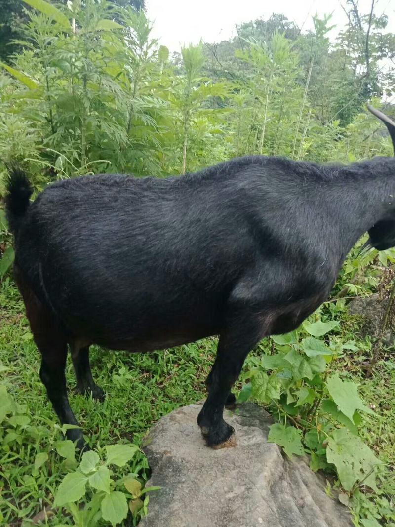 黑山羊农村种羊大小招出