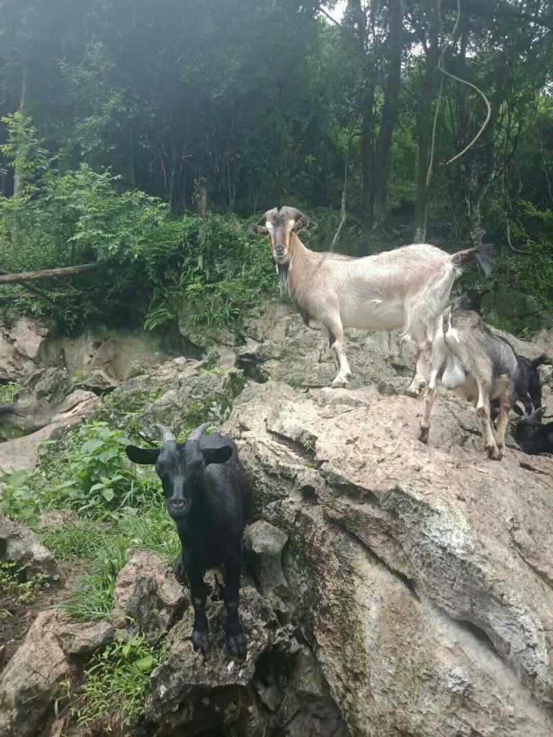 黑山羊农村种羊大小招出