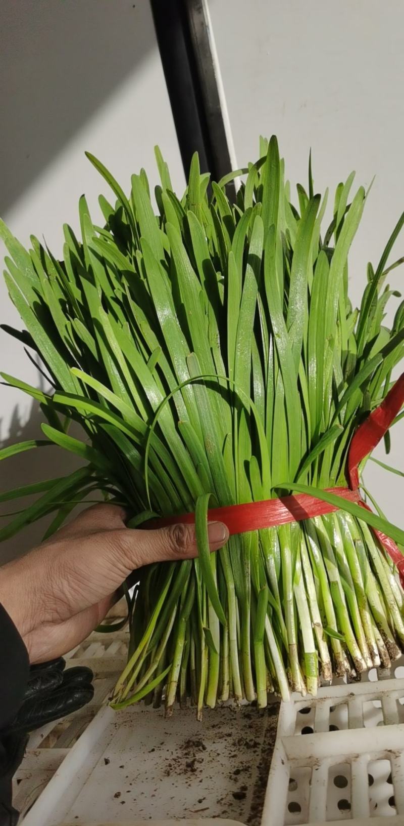 精品二刀韭菜，根粗叶绿不超高