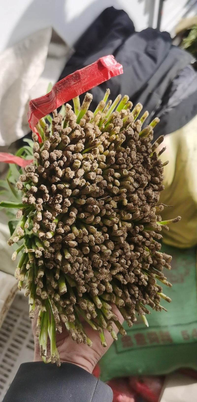 精品二刀韭菜，根粗叶绿不超高