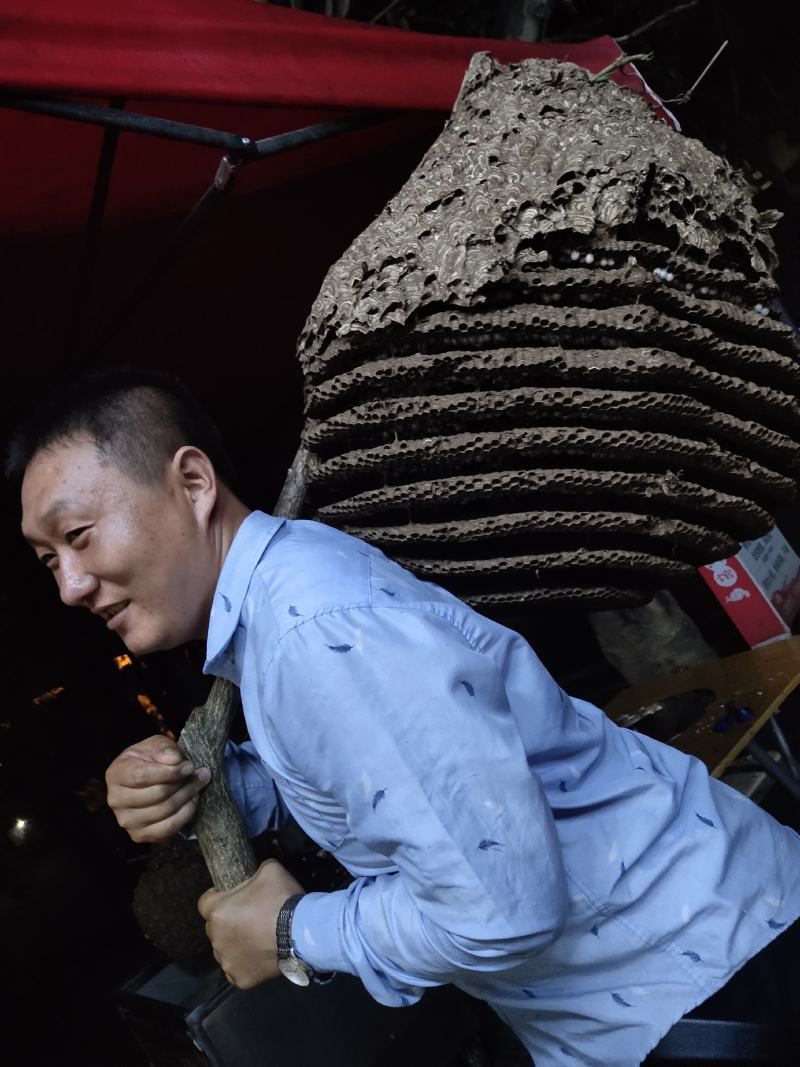 野生马蜂，空蜂巢，蜂房，蜂饼，各种蜂王，免费培训养殖技术