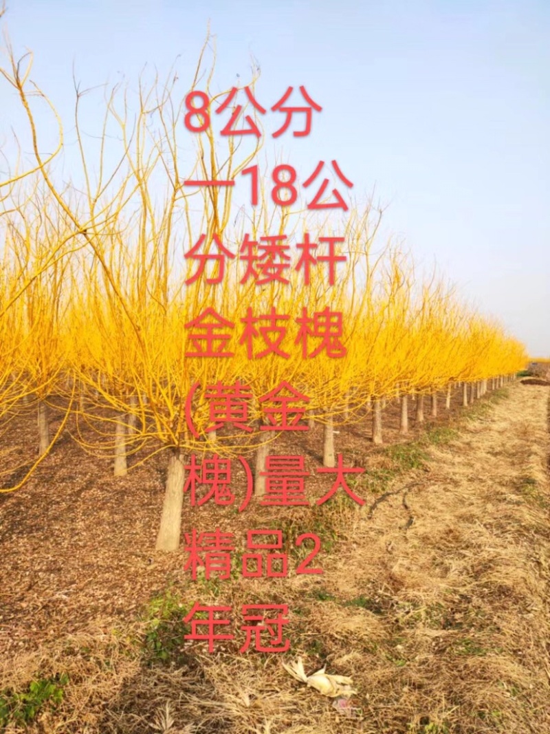 3-15公分黄金槐，高嫁黄金槐，矮嫁黄金槐，丛生黄金槐