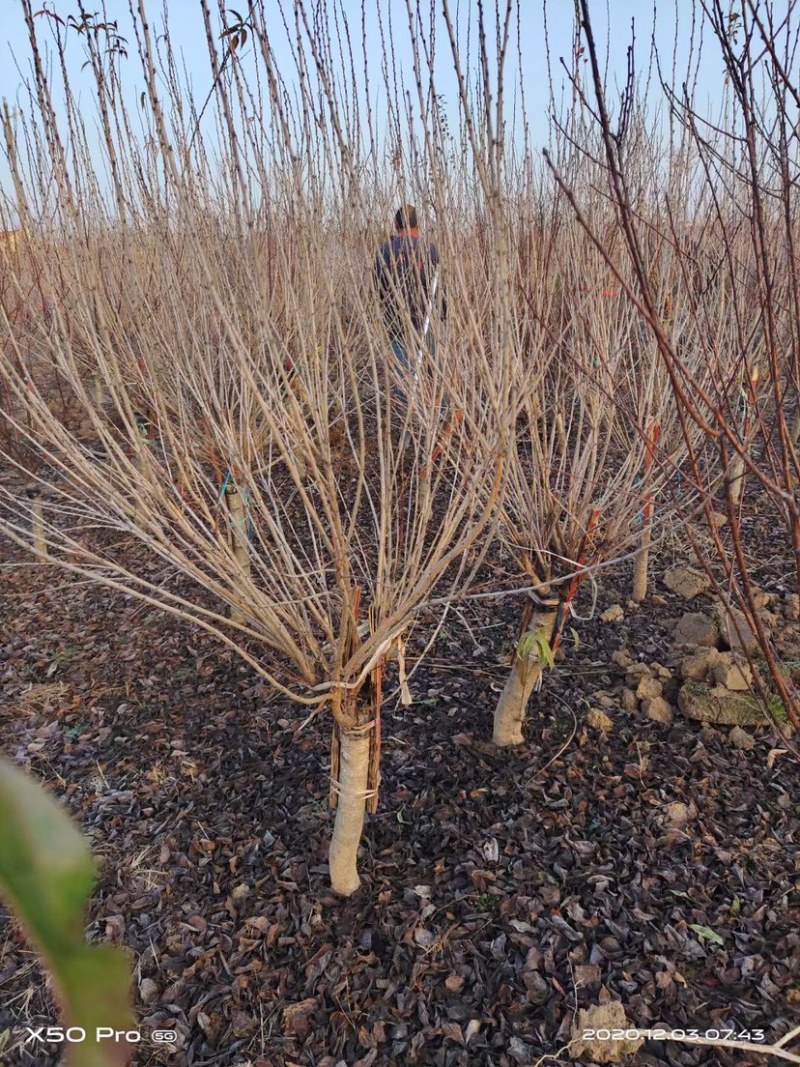 3-10公分珍珠梅，丛生珍珠梅，嫁接珍珠梅，珍珠梅基地