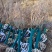 3-10公分珍珠梅,丛生珍珠梅,嫁接珍珠梅,珍珠梅基地