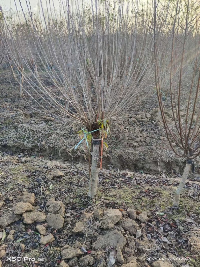 3-10公分珍珠梅，丛生珍珠梅，嫁接珍珠梅，珍珠梅基地