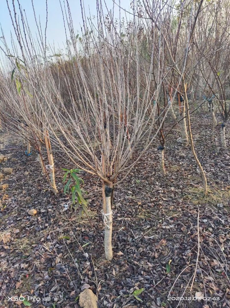 3-10公分珍珠梅，丛生珍珠梅，嫁接珍珠梅，珍珠梅基地