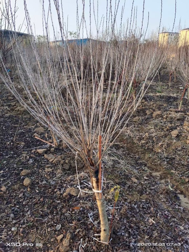 3-10公分珍珠梅，丛生珍珠梅，嫁接珍珠梅，珍珠梅基地