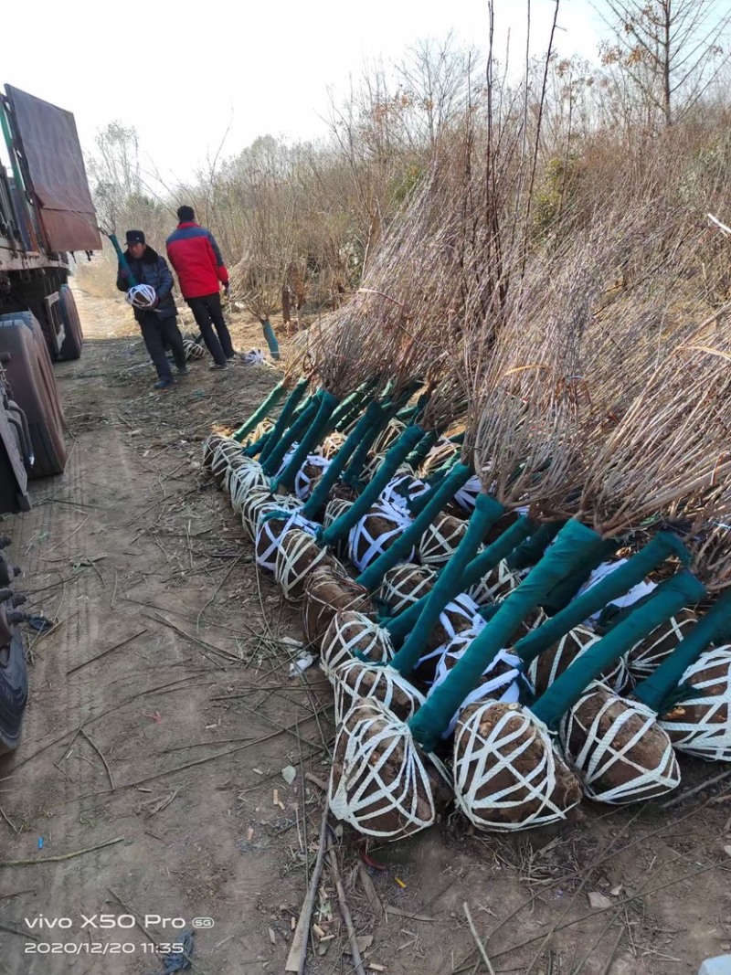 3-10公分珍珠梅，丛生珍珠梅，嫁接珍珠梅，珍珠梅基地