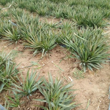 30-120公分丝兰,丝兰种植,丝兰基地,丝兰批发