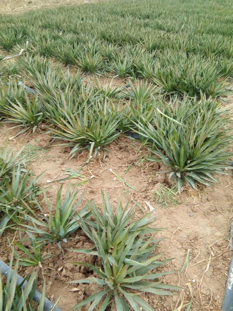 30-120公分丝兰，丝兰种植，丝兰基地，丝兰批发