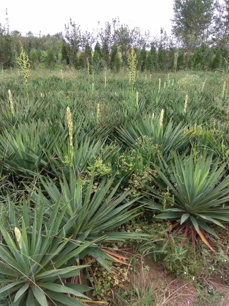 30-120公分丝兰，丝兰种植，丝兰基地，丝兰批发