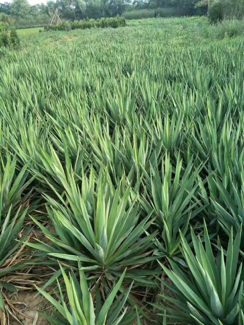 30-120公分丝兰，丝兰种植，丝兰基地，丝兰批发