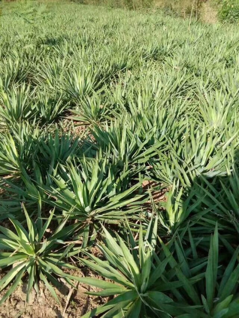 30-120公分丝兰，丝兰种植，丝兰基地，丝兰批发