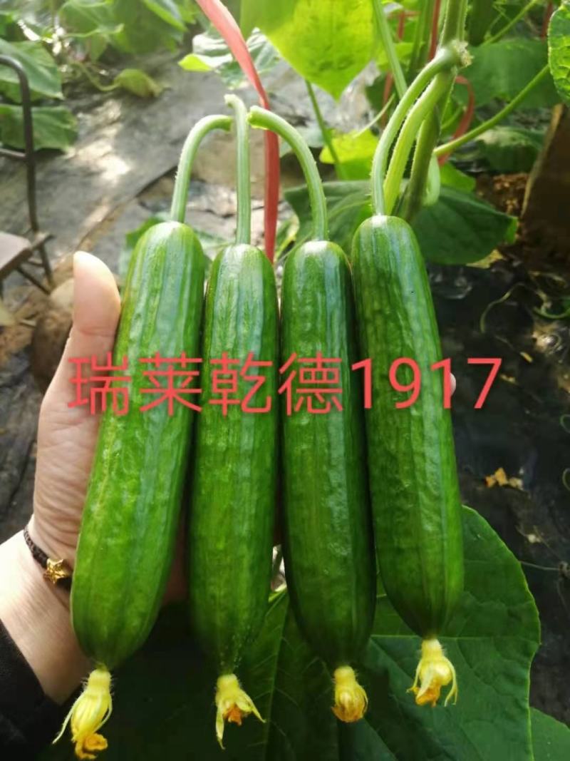 包邮1917水果小黄瓜种子无刺小黄瓜种子乳瓜高产抗病