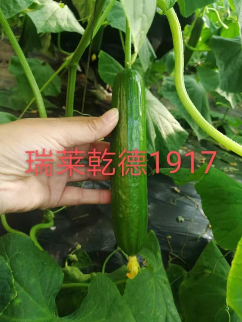 包邮1917水果小黄瓜种子无刺小黄瓜种子乳瓜高产抗病