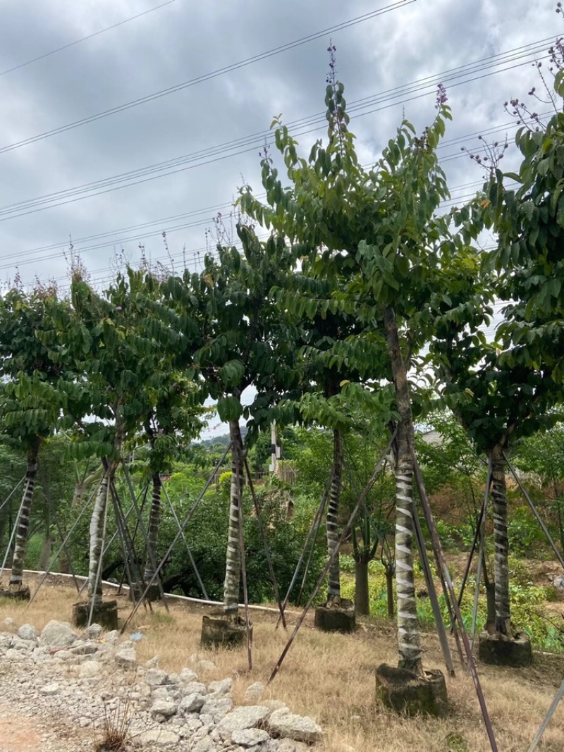 大量供应大叶紫薇，光杆货和骨架货，5分到15分