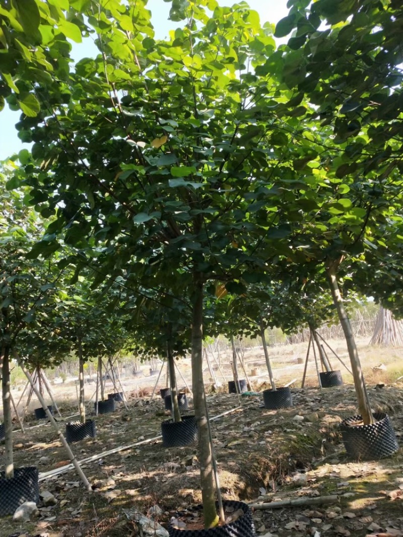 大量供应黄槿5公分到15公分，光杆货和骨架货