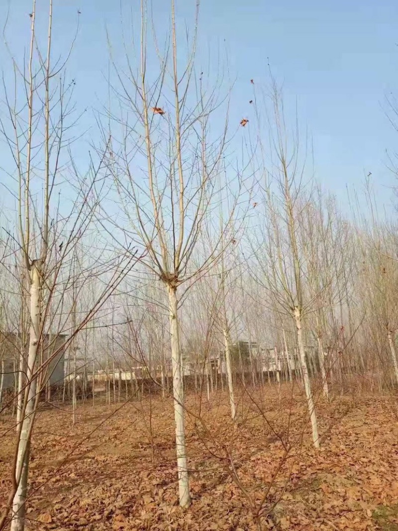 3-25公分法桐，法桐基地，法桐种植，法国梧桐，法桐苗