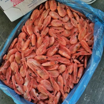 北极甜虾，证件齐全四证一码